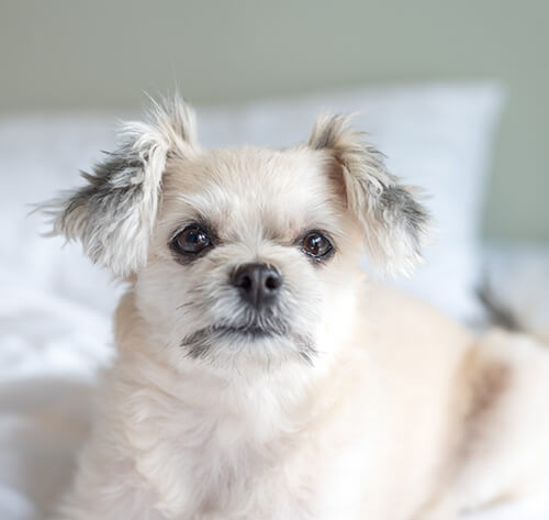 Pomapoo characteristics sales